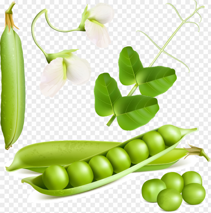 Fresh Pea Design Vector Material, Snow Euclidean Stock Illustration Vegetable PNG