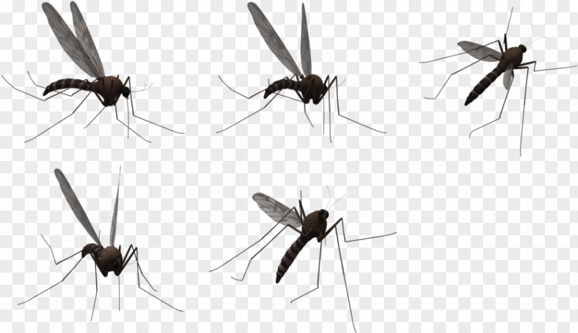 Mosquito Clip Art Control Vector Graphics PNG