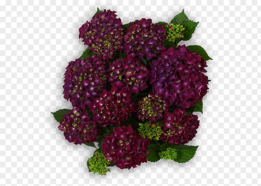 Violet Blue French Hydrangea Plants PNG