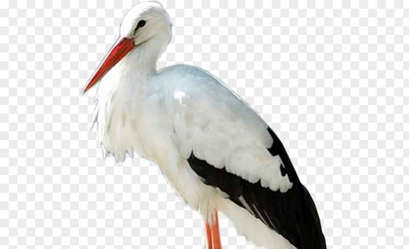 Bird White Stork Psd JPEG PNG