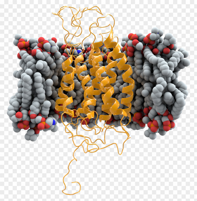 CCR5 Cell Membrane Mutation Receptor HIV PNG