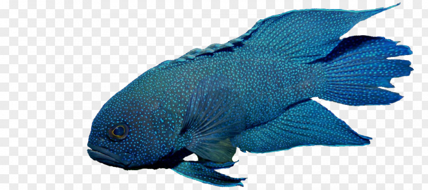 Coral Beauty Angelfish Saltwater Fish Paraplesiops Bleekeri Blue-green Chromis Anthiadinae Aquarium PNG