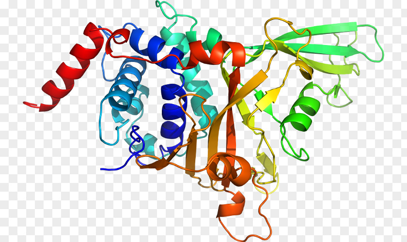 Neurotrophin Trk Receptor Tropomyosin Kinase A B Neurotrophic Factors PNG