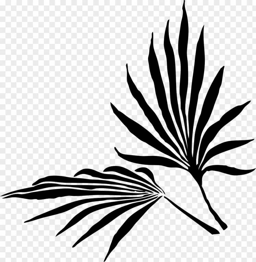 Palm Trees Branch Clip Art Leaf PNG
