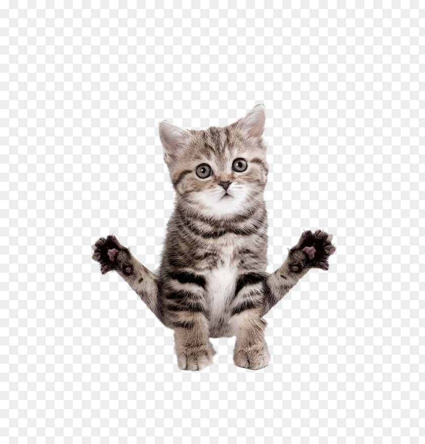 Yoga Kitten Abyssinian Birman T-shirt Cats: The Purrfect Workout PNG