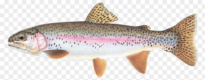 Fish Rainbow Trout Cutthroat Brook PNG