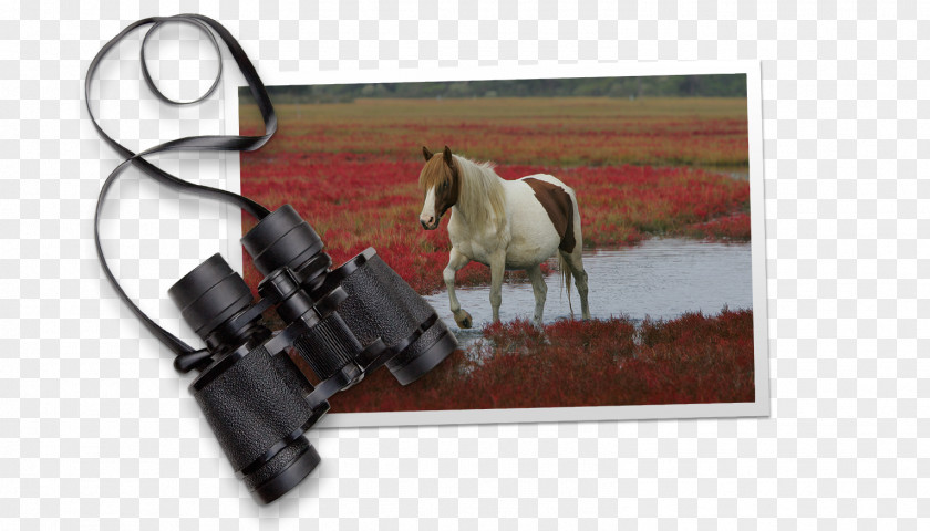 Mustang Chincoteague Bridle Eastern Shore Of Virginia Stallion PNG