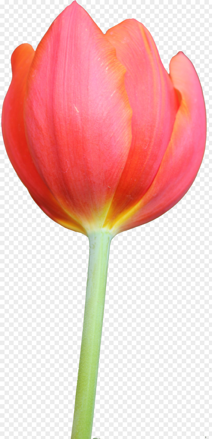 Watercolor Bunny Tulip Flower Bouquet Clip Art PNG