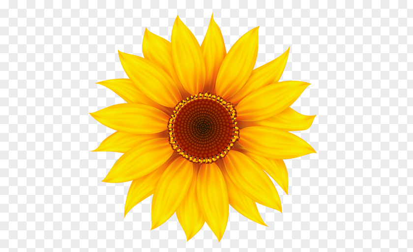 Common Sunflower Clip Art PNG