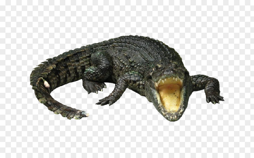 Ferocious Crocodiles Nile Crocodile Gharial Chinese Alligator PNG