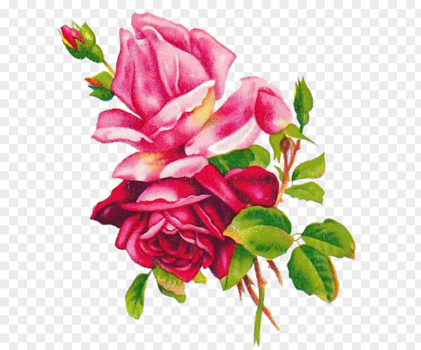 Flower Beach Rose 玫瑰圖鑑 Best Roses Garden PNG