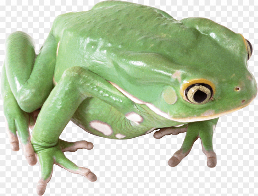 Frog Image Icon PNG