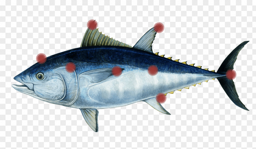Tuna Mackerel Southern Bluefin Atlantic Pacific Oily Fish PNG