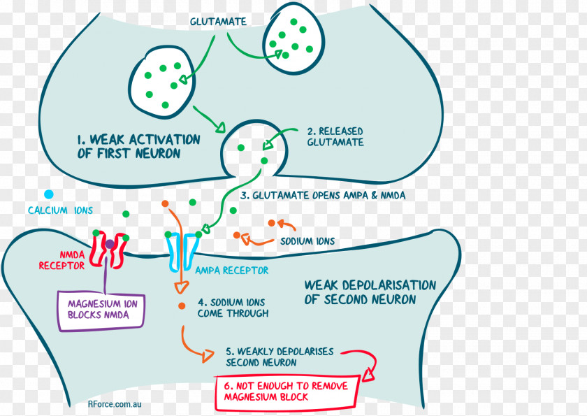 Water Brand Human Behavior Organism PNG