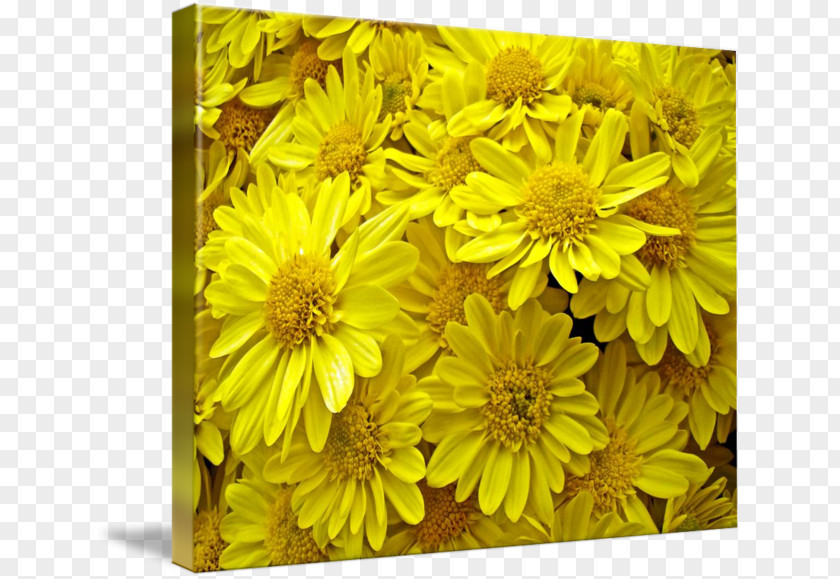 Chrysanthemum Common Sunflower Daisy Family Yellow PNG