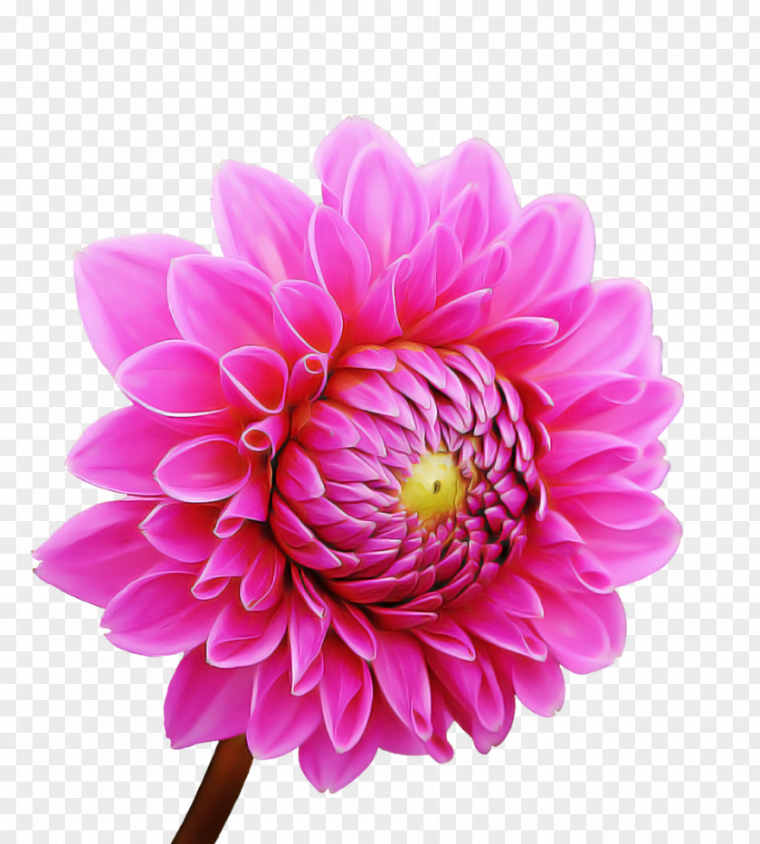 Flower Garden PNG