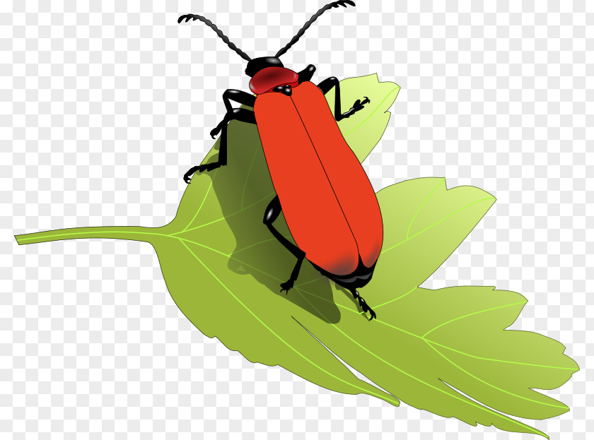 Free Nature Clipart Beetle Interesting Insects Clip Art PNG