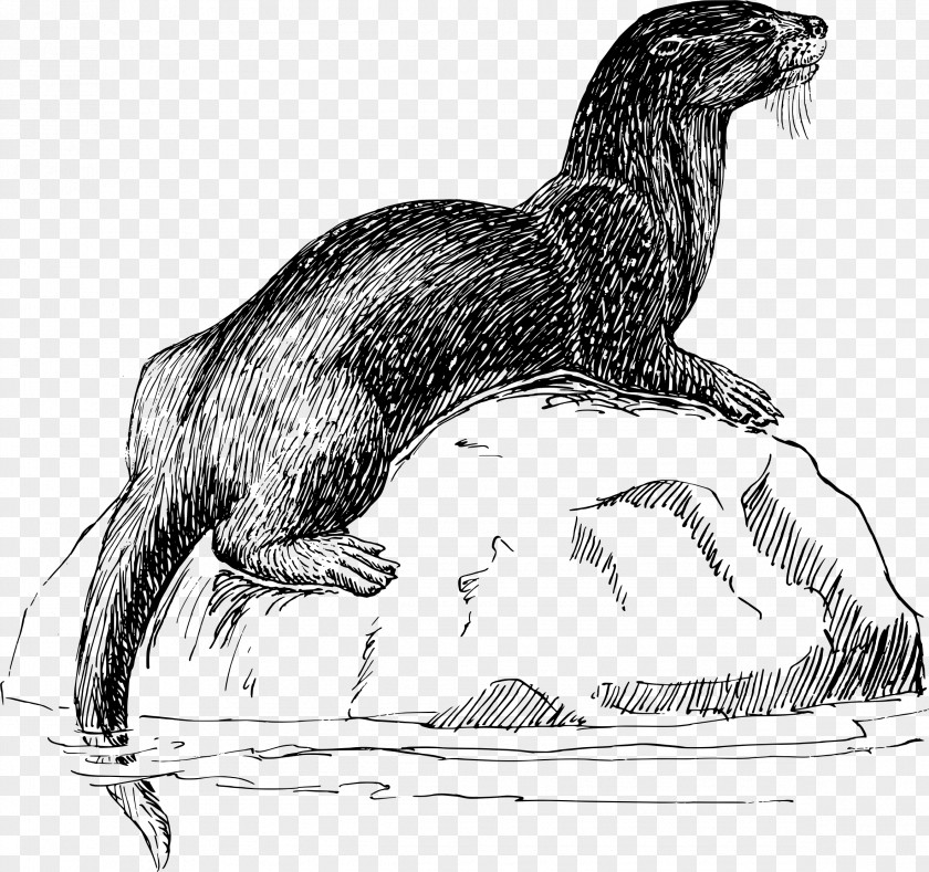 Otter Sea T-shirt Mug Weasels PNG