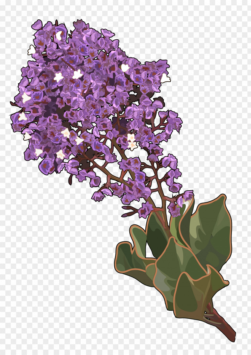 Plant La Palma Limonium Arborescens Cut Flowers Gran Canaria Sinuatum PNG