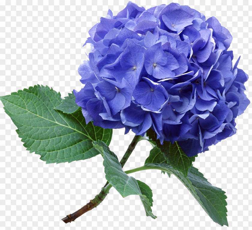 Flower Blue Rose Hydrangea Bouquet Garden Roses PNG