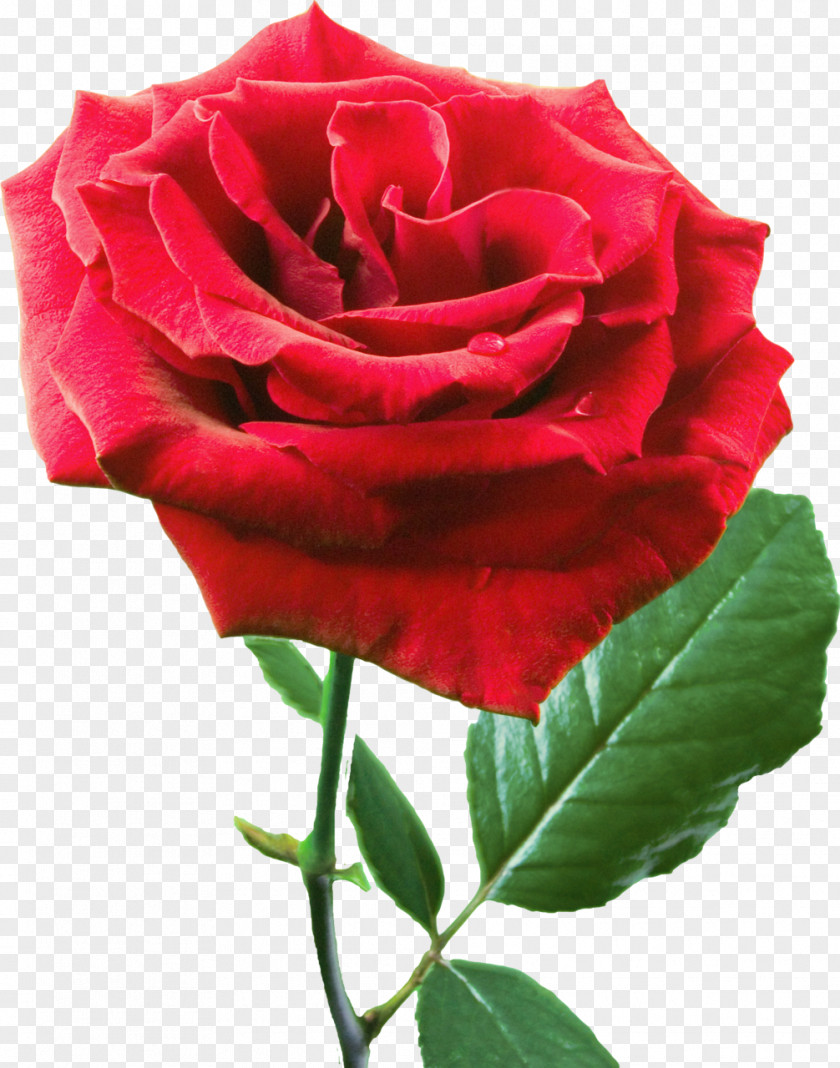 Rose Garden Roses Rosa Chinensis Flower Centifolia Clip Art PNG