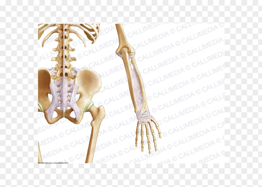 Skeleton Pelvis Bone Ligament Coronal Plane Abdomen PNG