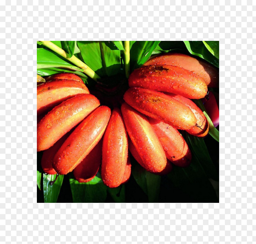 Banana Musa Velutina Red Jamaican Cuisine Fruit PNG