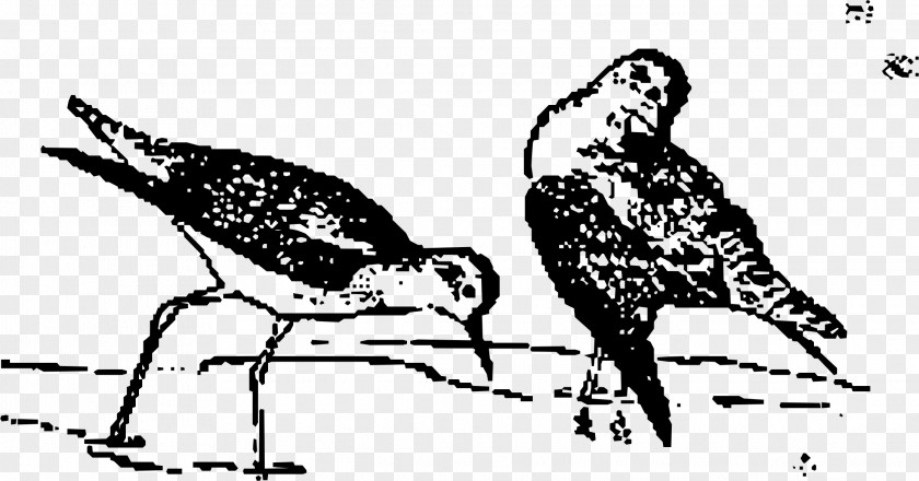 Bird Nest Beak PNG