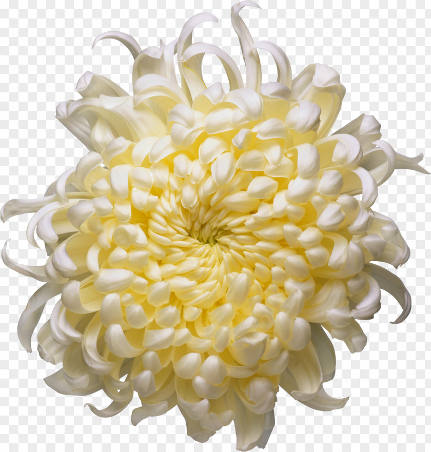 Chrysanthemum Time Fuse Flower Amazon.com Book Depository PNG