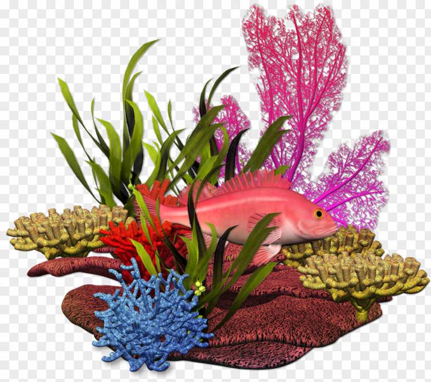 Coral Graphic Design Plant Sea Marine Biology PNG