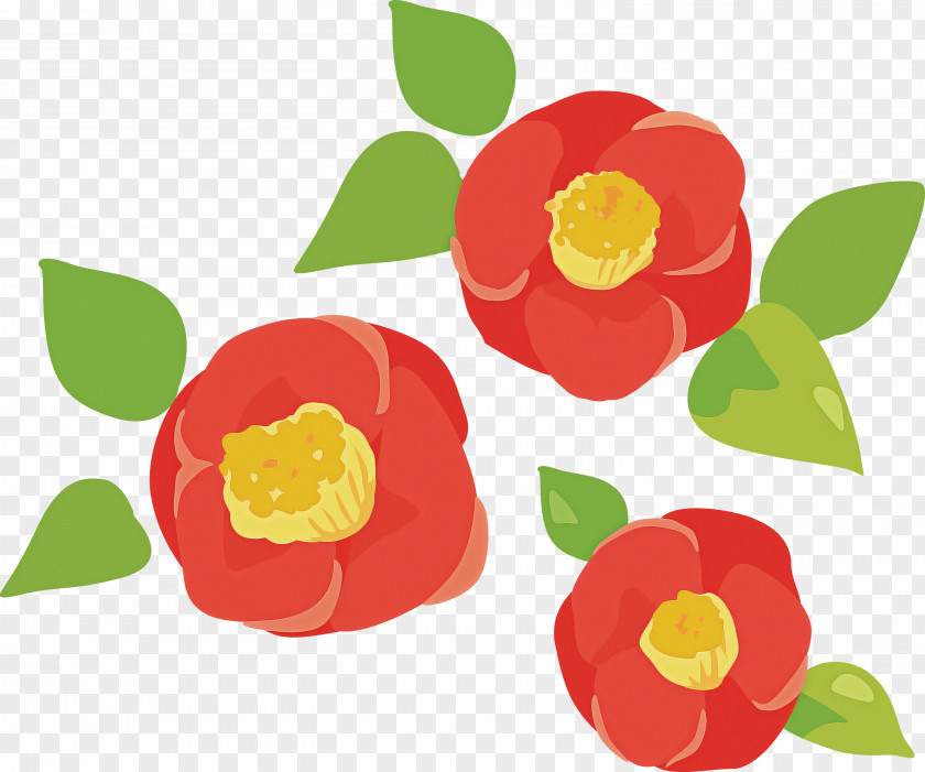 Flower Petal Plant Japanese Camellia PNG