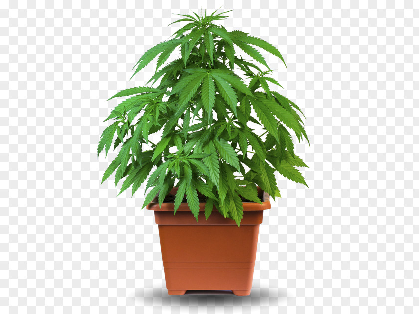 Hemp Plant Cannabis Cultivation Medical Grow Box PNG