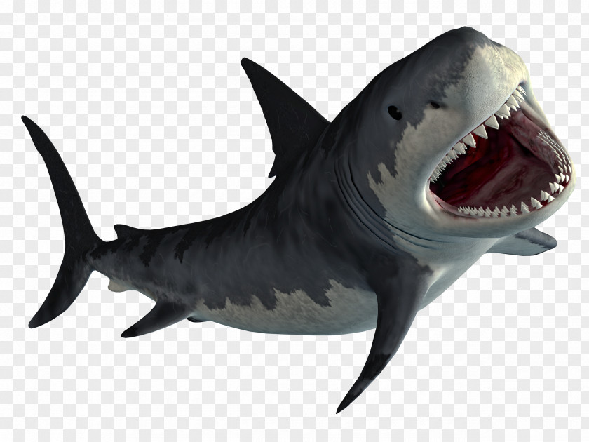 Shark Hungry World Evolution MPEG-4 Part 14 PNG