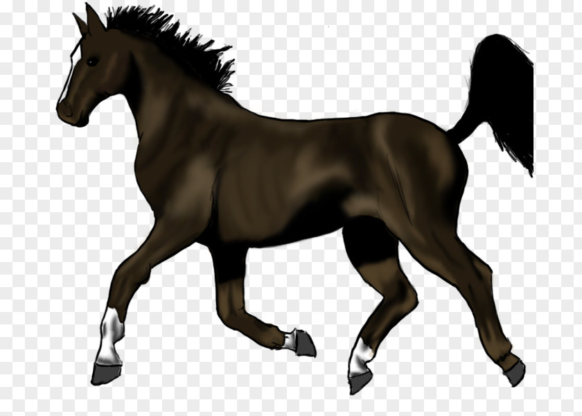 Sketch Horse Pony Trot Mane Stallion Thoroughbred PNG