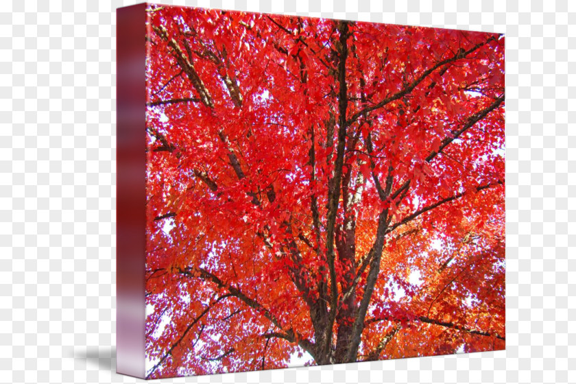 Autumn Posters Maple Leaf Tree PNG