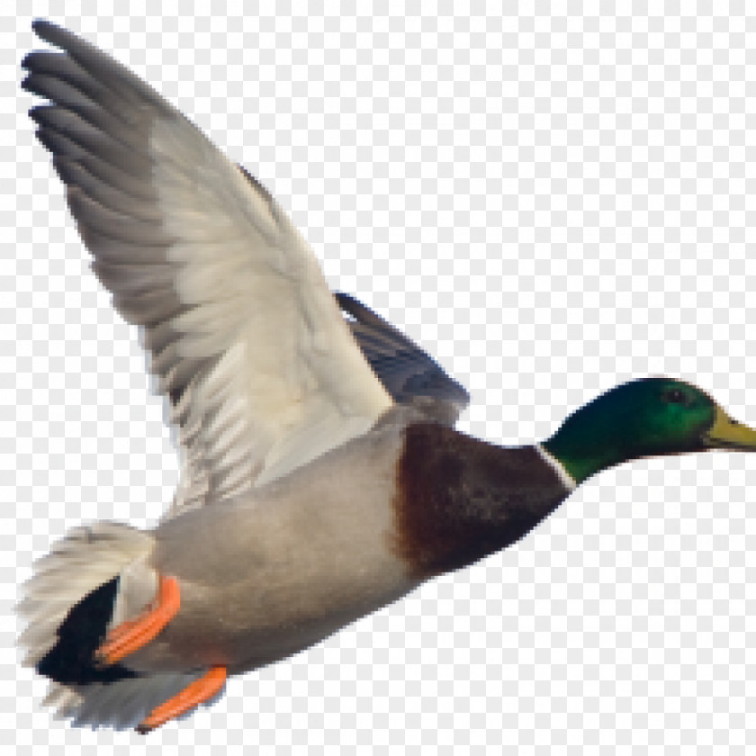 Duck American Pekin Mallard Goose Stock Photography PNG