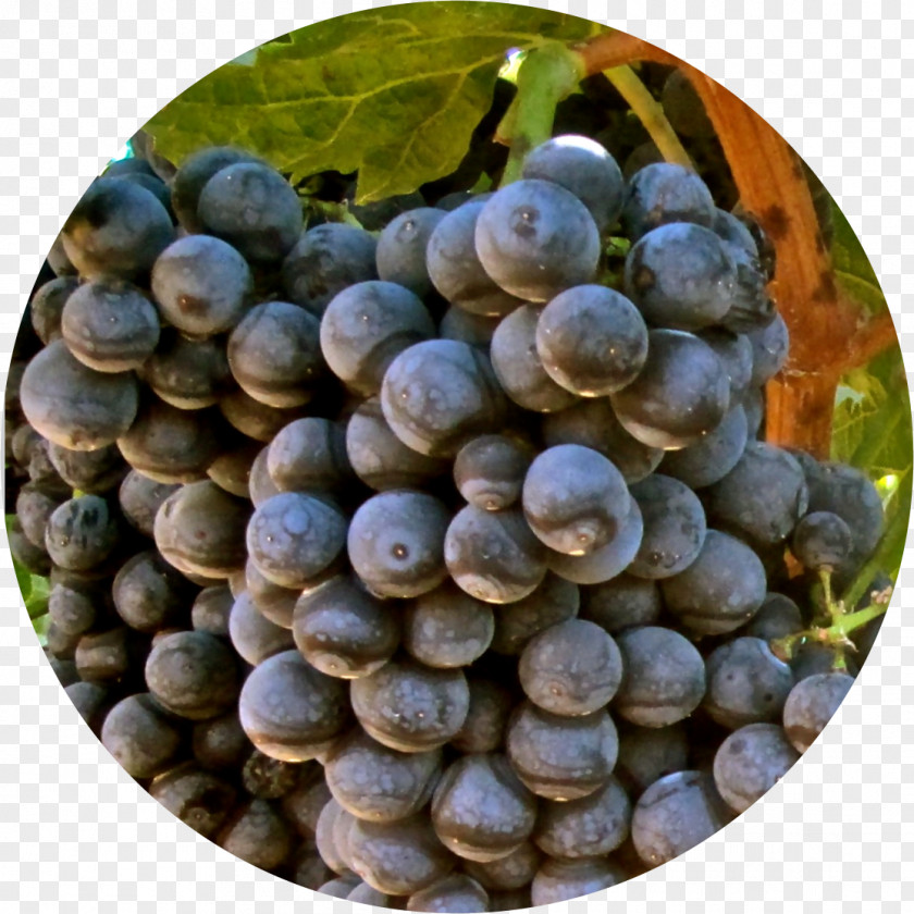 Grape Alicante Bouschet Red Wine Vitis Aestivalis PNG