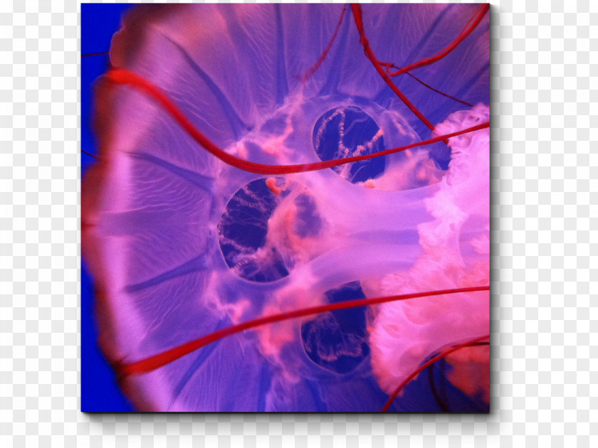 Jellfish Jellyfish Stock Photography Ooo 