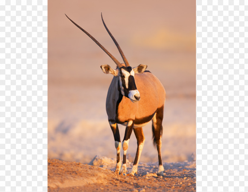 Oryx Gemsbok Namibia Springbok Gazelle Antelope PNG