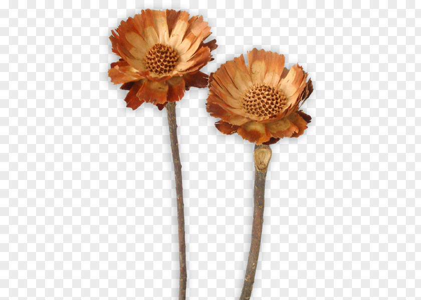 Protea Sugarbushes Transvaal Daisy Repens Compacta Cut Flowers PNG