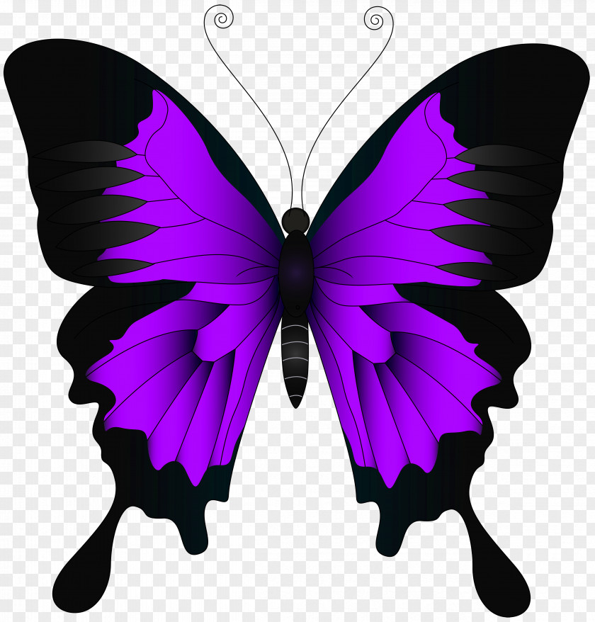 Purple Butterfly Clip Art Image High-definition Video Wallpaper PNG