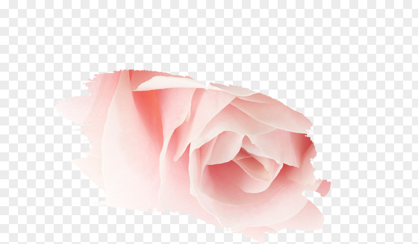 Stay Tuned Garden Roses Pink M Petal Close-up PNG
