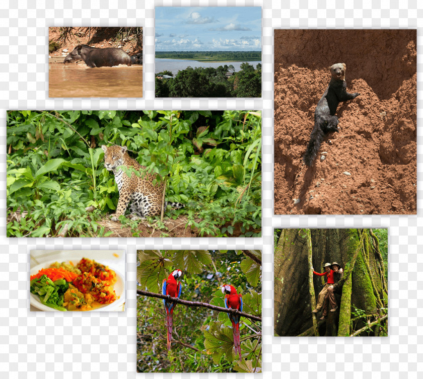 Amazon Forest Wildlife Ecosystem Soil Fauna Grasses PNG