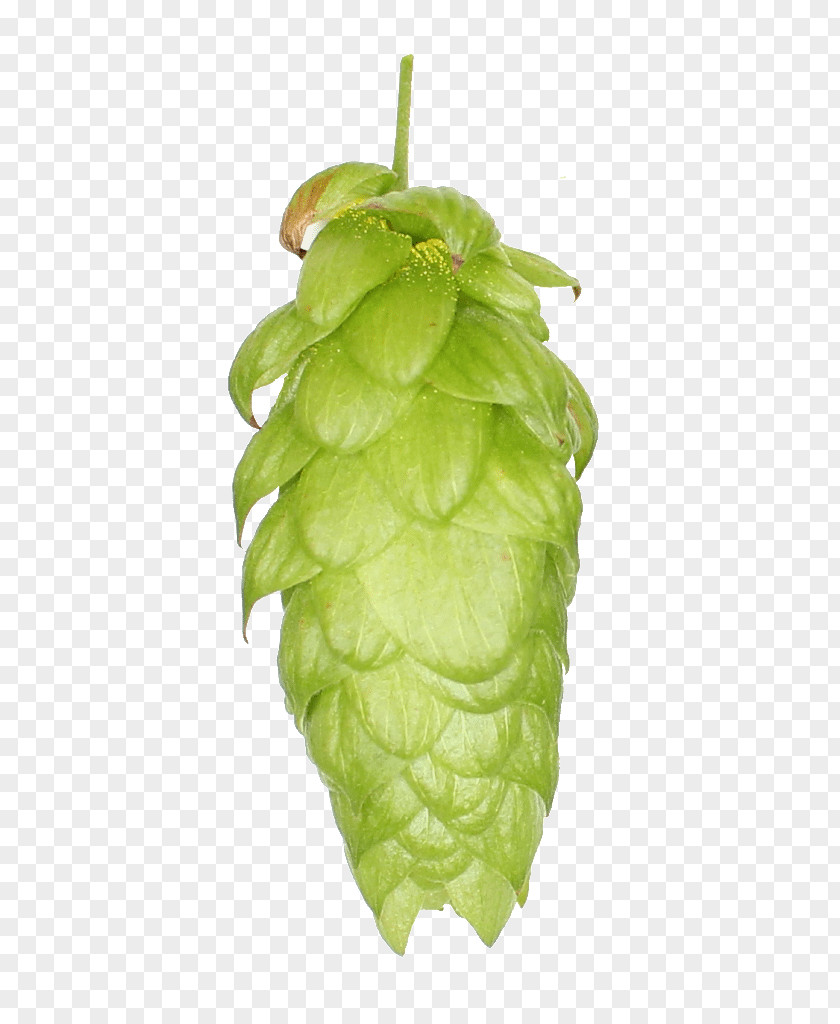 Cone Steiner Common Hop Leaf Fruit Hops PNG