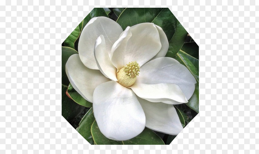 Flower Southern Magnolia Star Chinese Sweetbay PNG