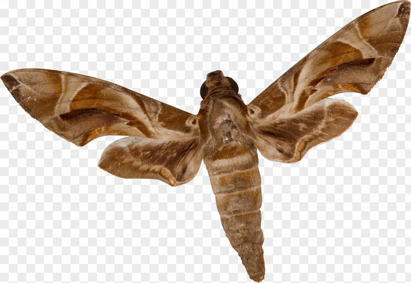 Moth Insect PNG
