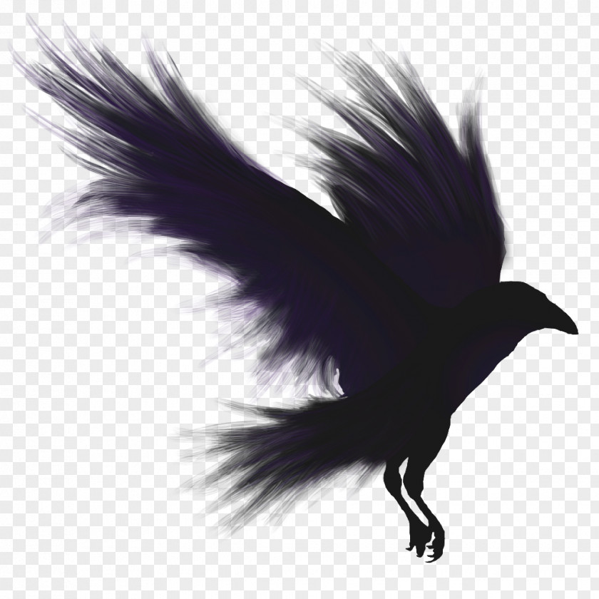 Raven Bird Flight Common American Crow PNG