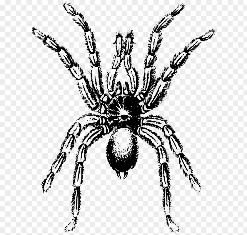 Spider Tarantula Arthropod Clip Art PNG