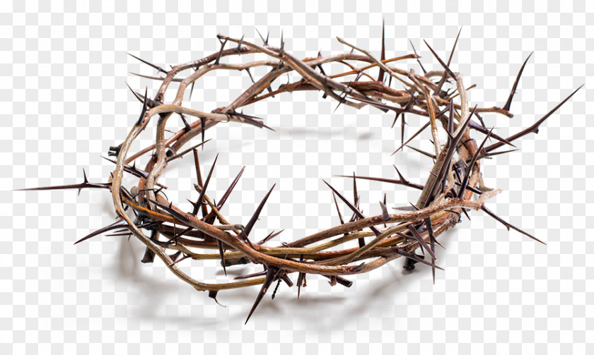 Stock Photography Crown Of Thorns Royalty-free PNG