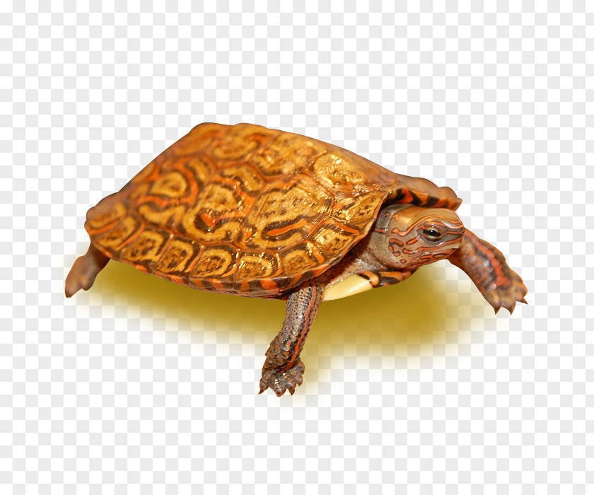 Turtle Painted Wood Eastern Box PNG
